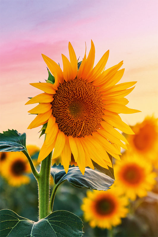 ABC Glückwunschkarte Blanko B6 51819 Sonnenblumen