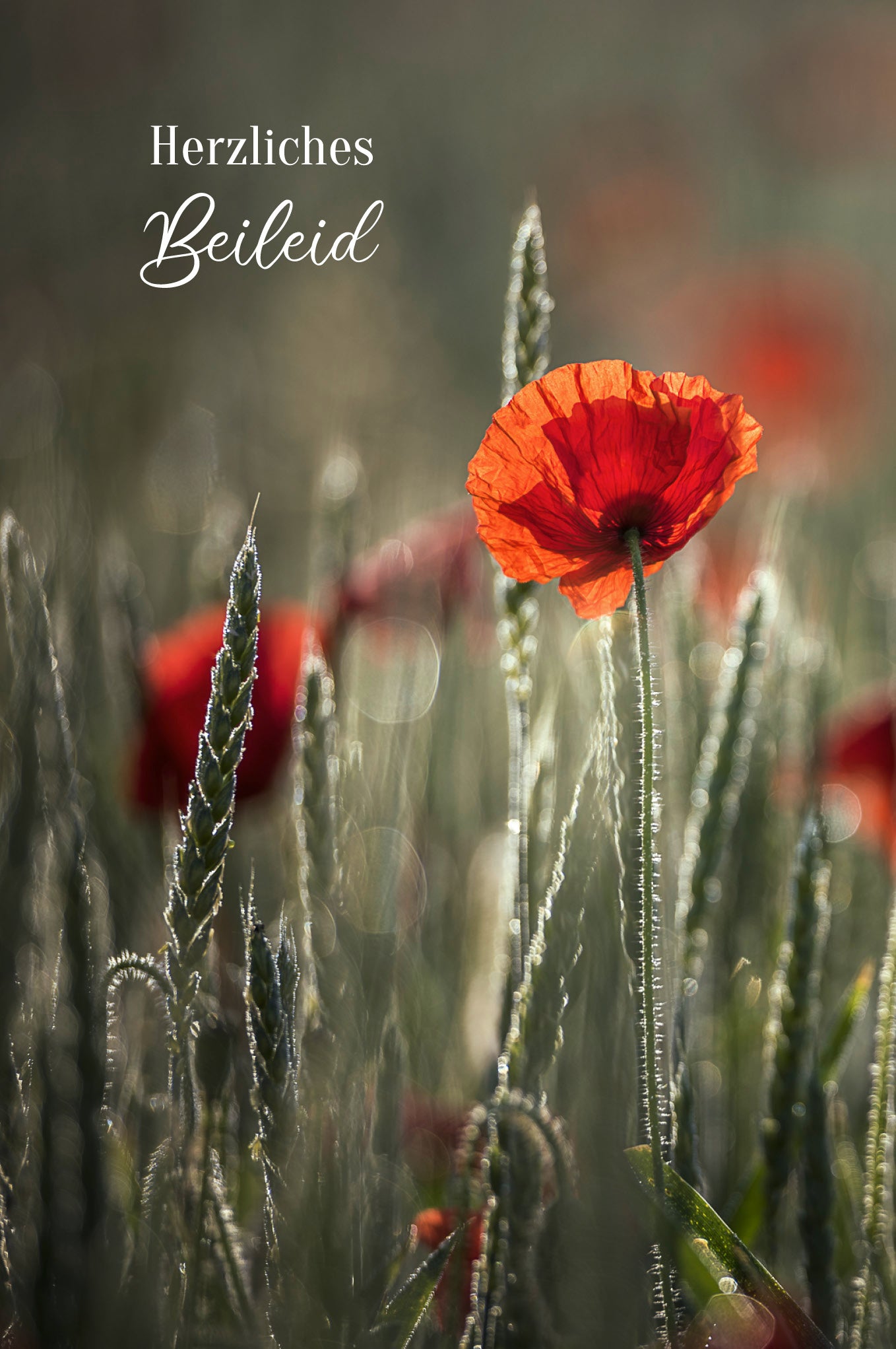 ABC Trauerkarte B6 51904 Roter Mohn